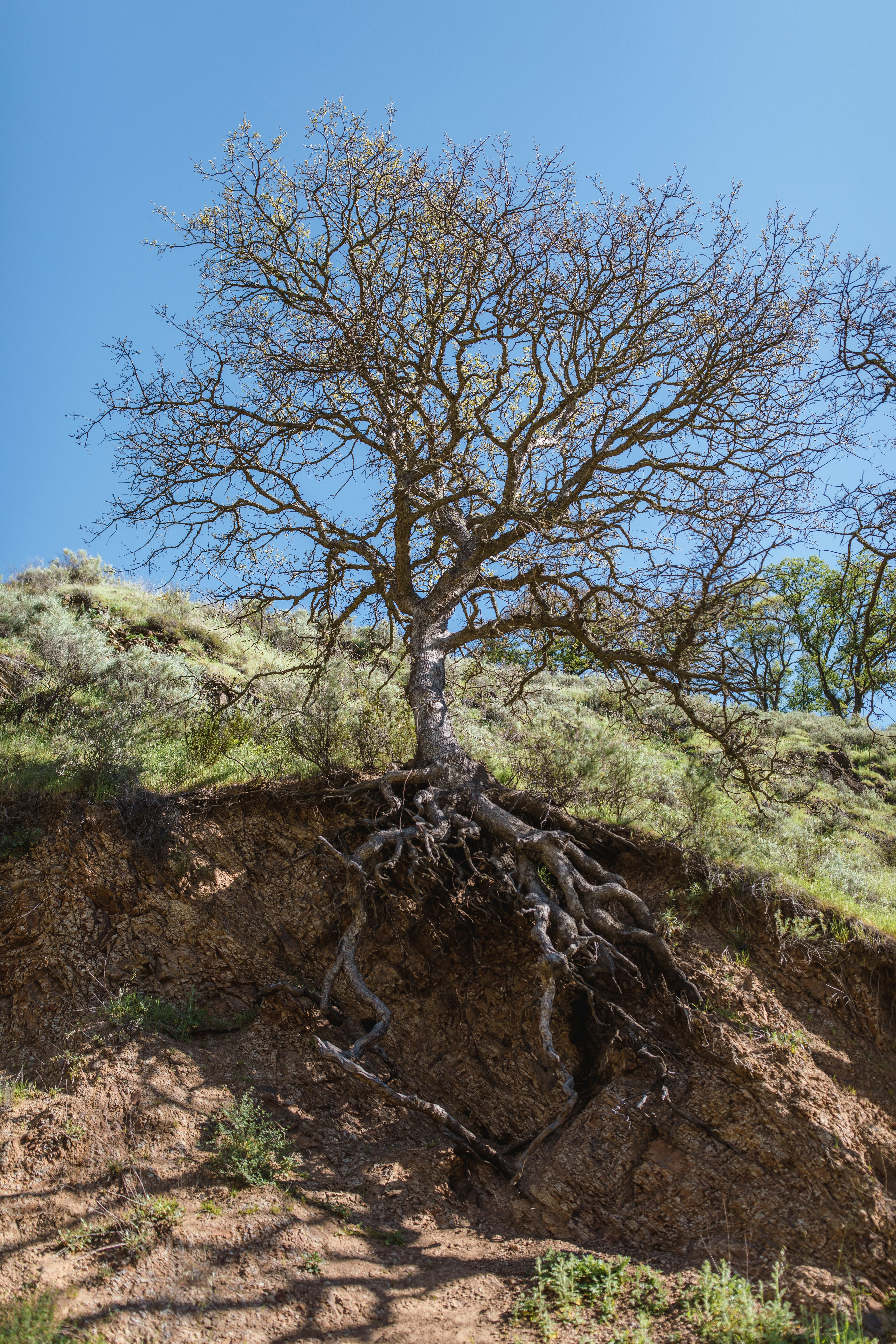 Image of a tree against a blue sky on a sunny day showing the branches against the sky and the roots against a hillside.